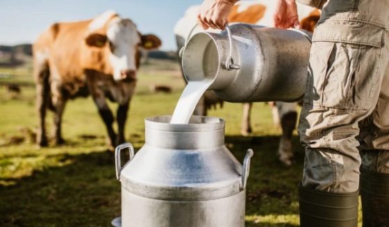 گائے کے دودھ