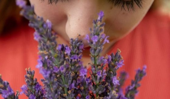 سونگھنے کی حس